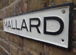 Mallard sign